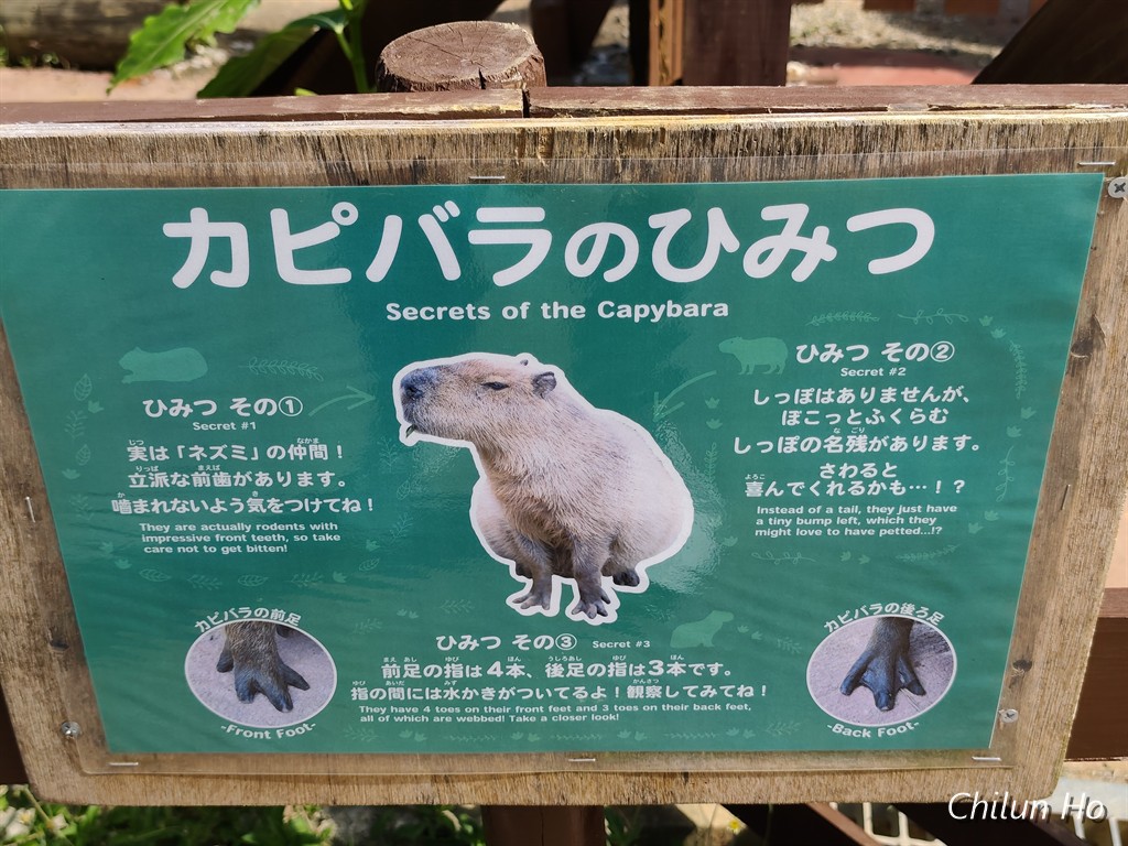 知花